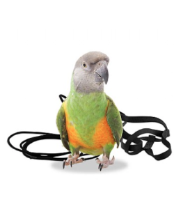 The Aviator Parrot Harness - XSmall - 4 Colours
